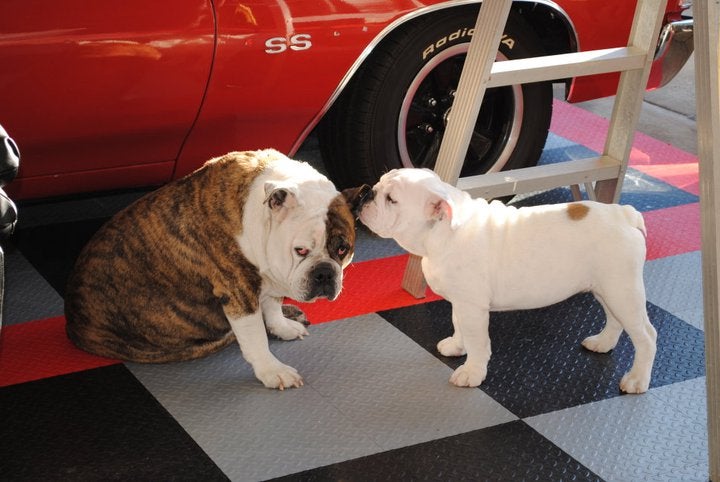 Boomer, 7yrs; Diego, 6 months