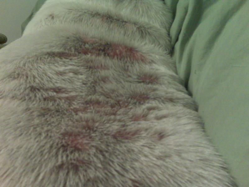 crusty bumps on my bulldog's back
