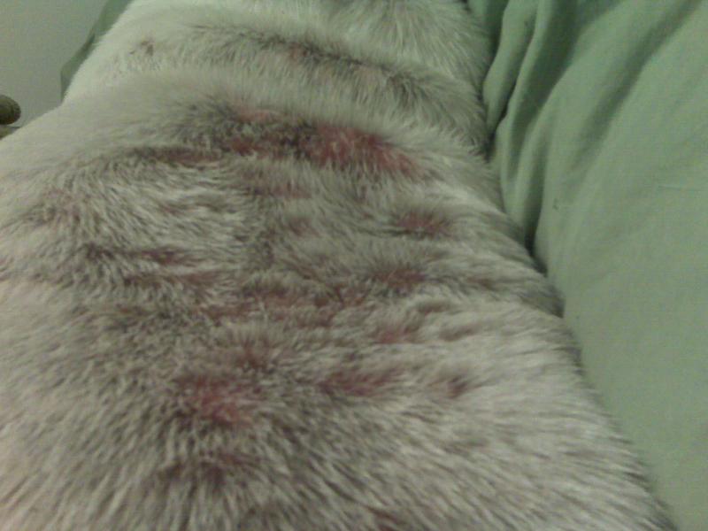 Crusty Bumps On My Bulldogs Back