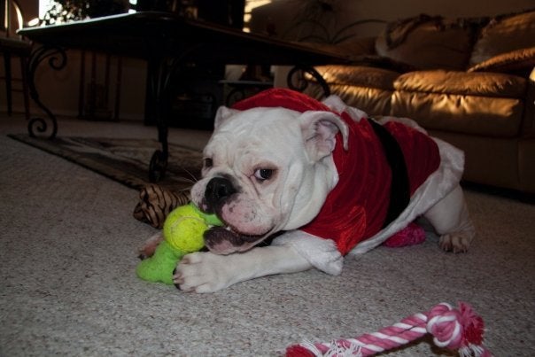 bricks here hi was at christmas my family had a doggy chritsmas everyone had there dogs there two there were 4 dogs they loved it 