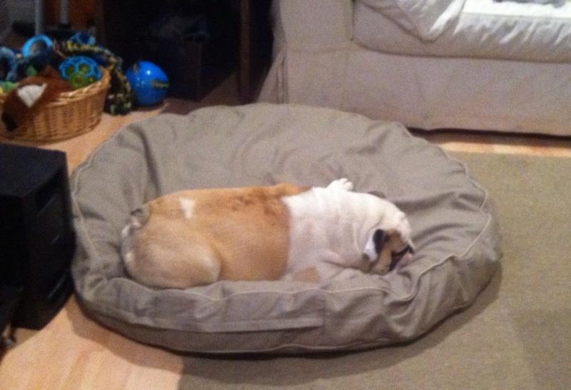 bed