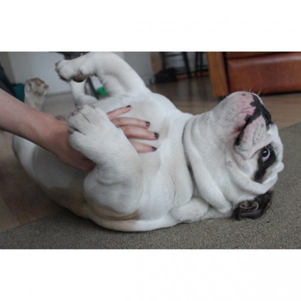 Belly rub big