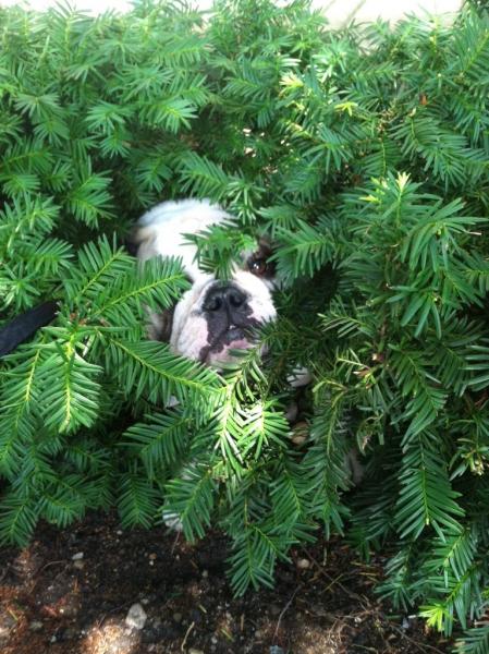 hiding