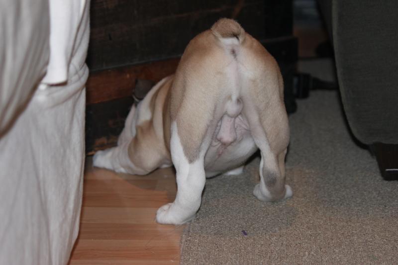 butt 2