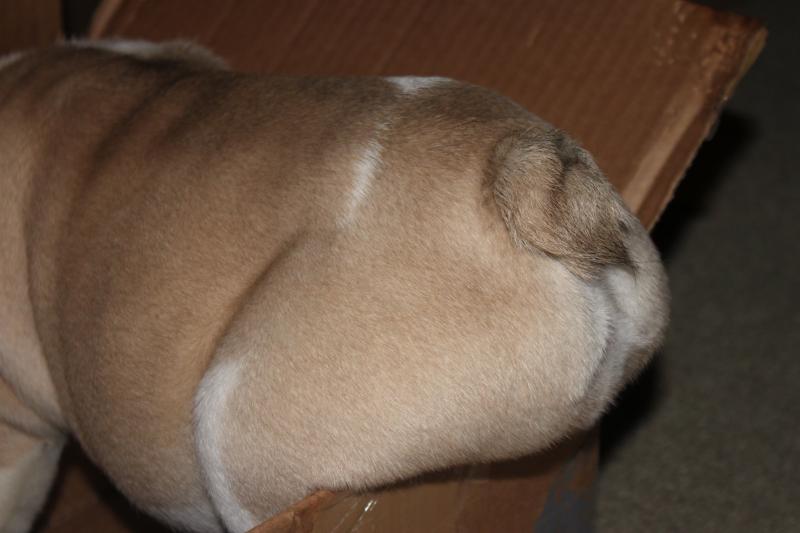 butt 3