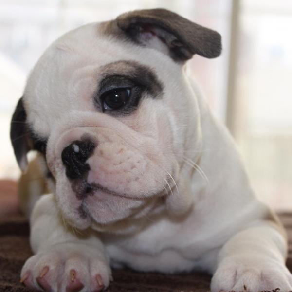 little dude