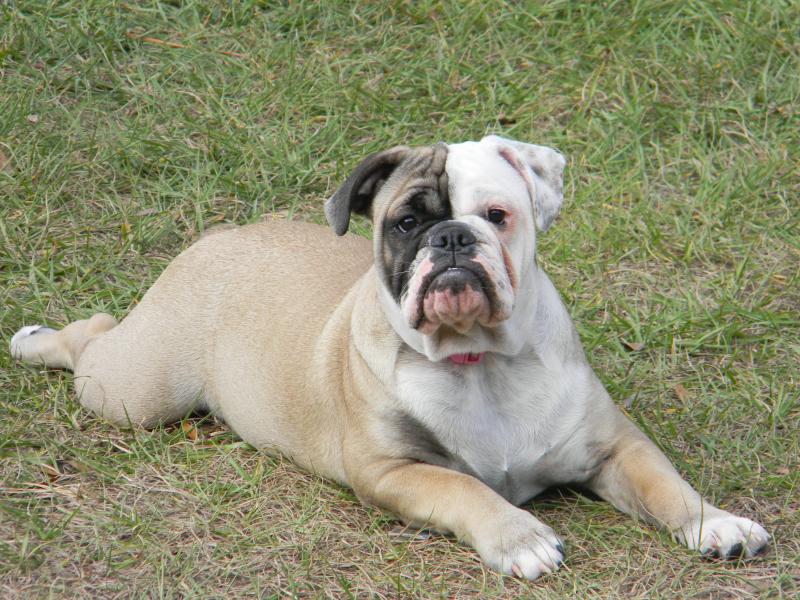 Daisy at 7 months