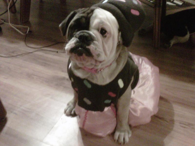 Daisy Cupcake