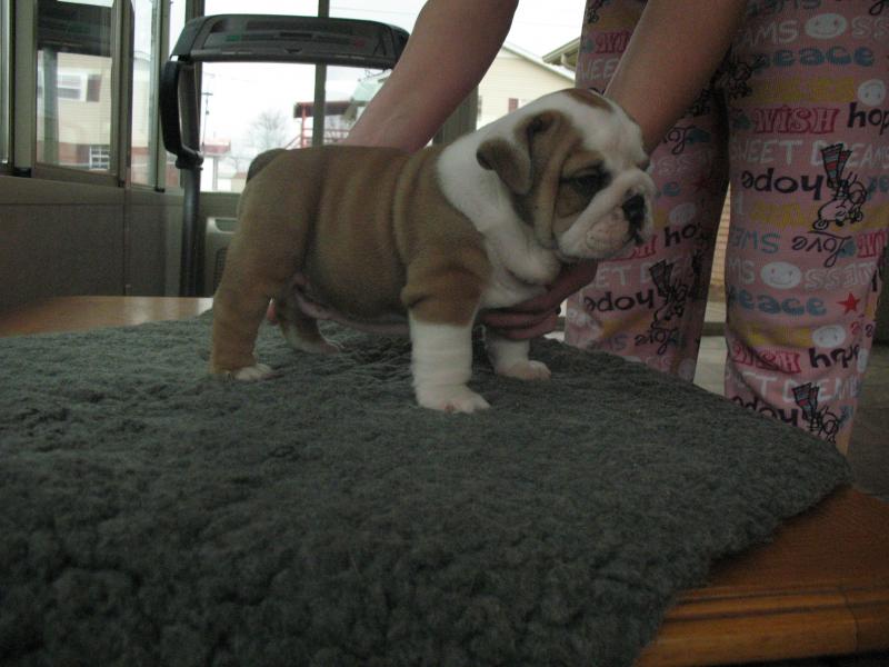 frankie 5.5 weeks