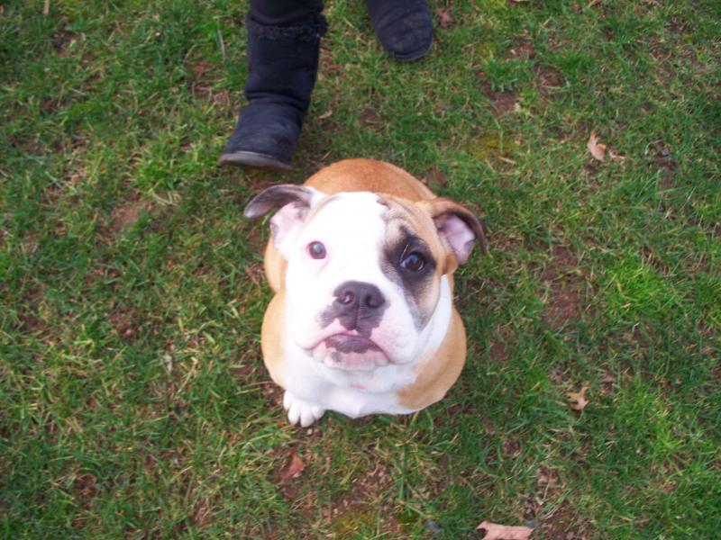 Puppy 12/16/2011