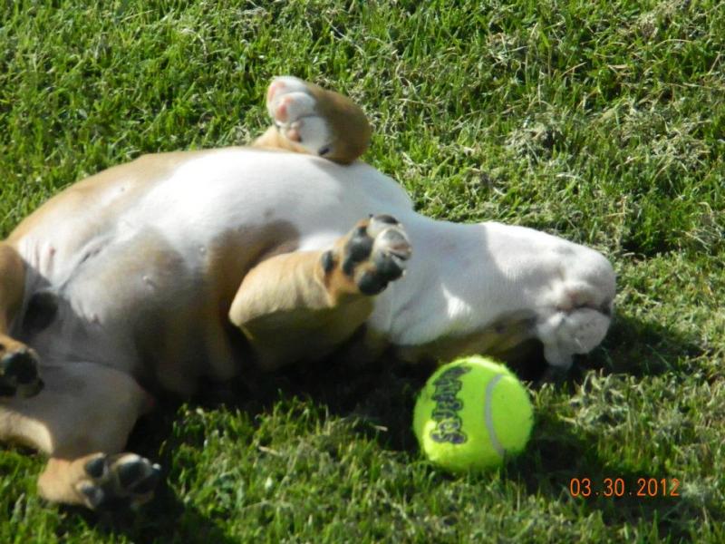 playing with his ball