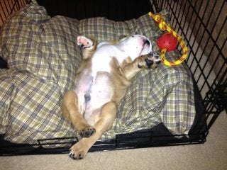 Simon sleeping showing his belly