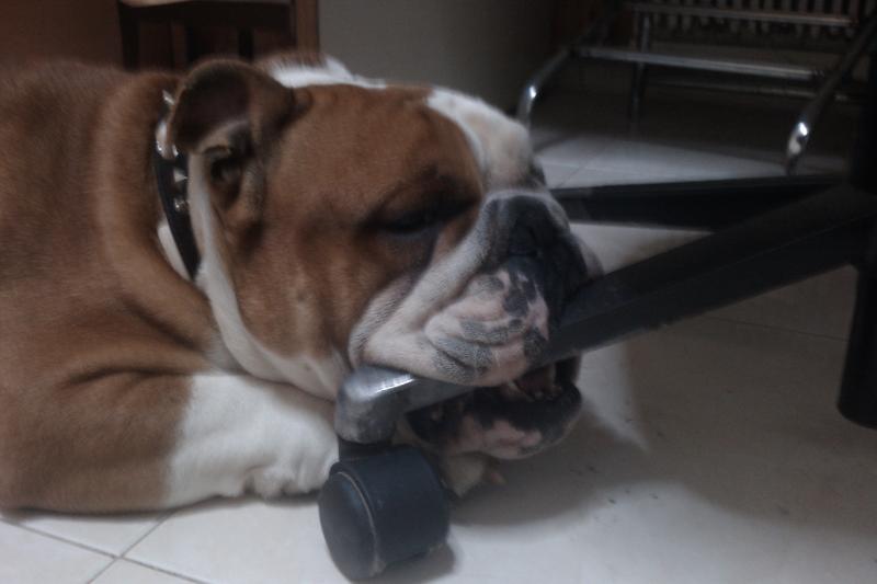 Biting the chair