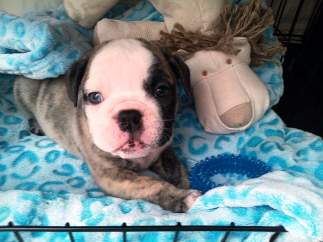 My crate is comfy