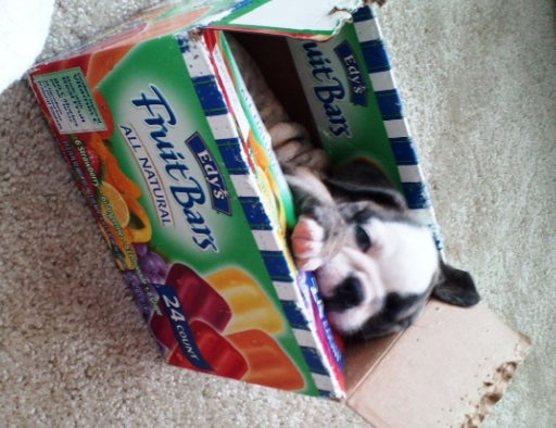 what chew toys?