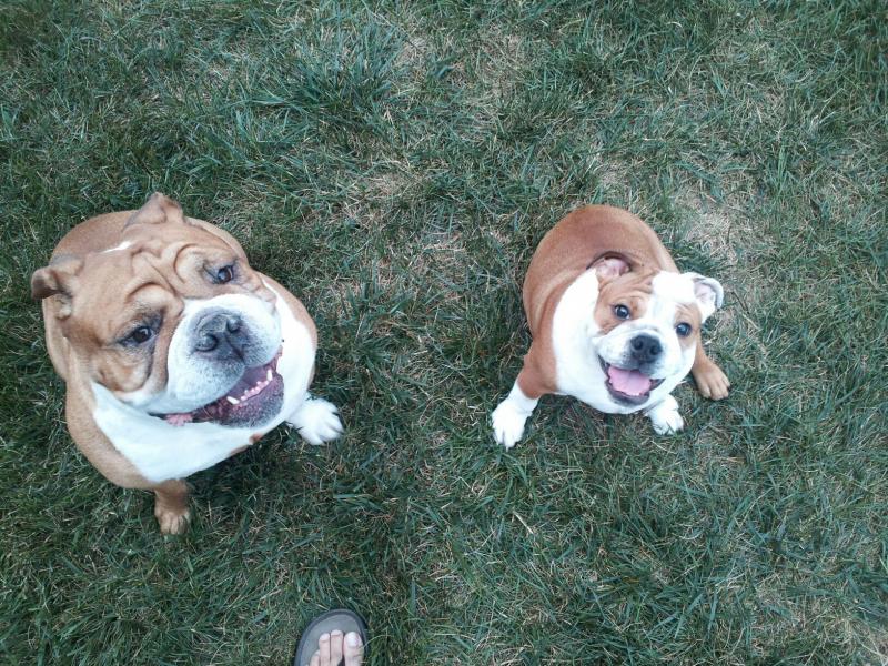Bru and Stell